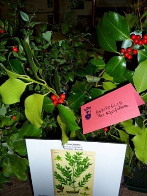 XIV^ Mostra Micologica Senese
