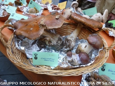 Mostra Micologica alla Festa d'Autunno