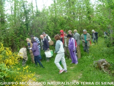 Ricerca delle erbe spontanee e commestibili