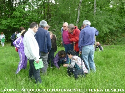 Ricerca delle erbe spontanee e commestibili