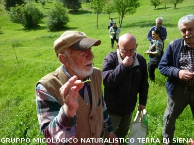 Ricerca delle erbe spontanee e commestibili