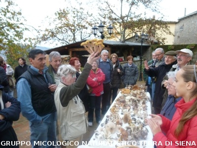Ricerca funghi al Belagaio