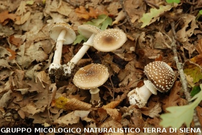 Amanita pantherina 2