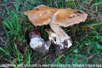 Cortinarius praestans 3