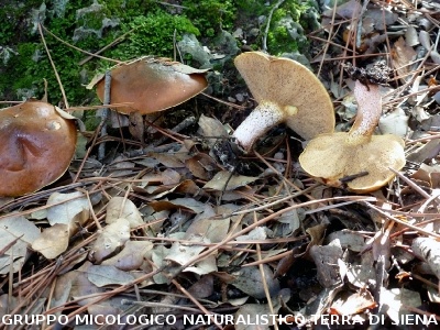 Suillus granulatus 2