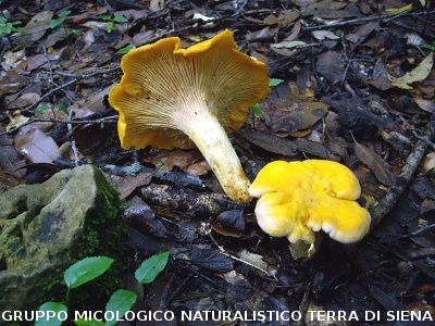 Cantharellus pallens (syn. Cantharellus cibarius; Cantharellus ferruginascens)