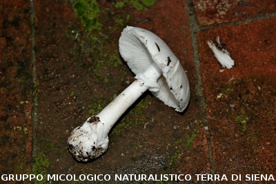 Amanita phalloides var  alba