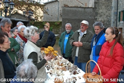 Ricerca funghi al Belagaio