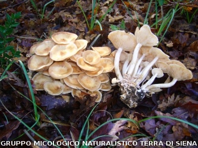 Armillaria tabescens 2