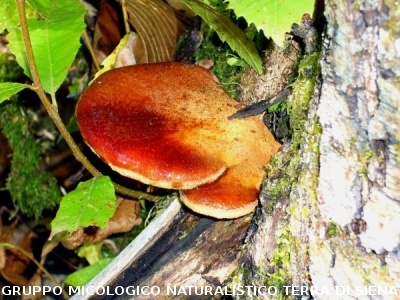 Fistulina epatica2