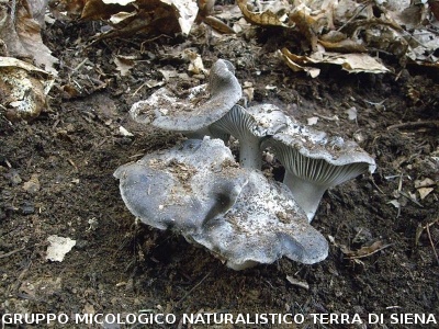 Hygrophorus  marzuolus