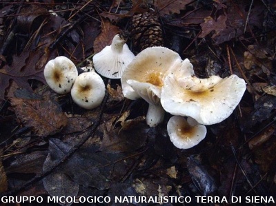 Hygrophorus arbustivus (syn Hygrophorus arbustivus var. quercetorum)
