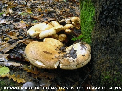 Leucopaxillus tricolor