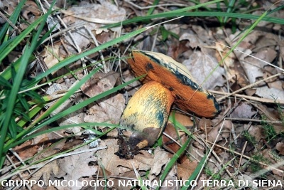  Suillellus luridus (syn.  Boletus luridus)