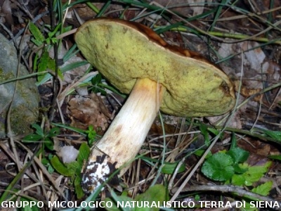 Hemileccinum depilatum (syn. Boletus depilatus)