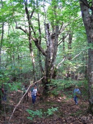 Primo Stage micologico