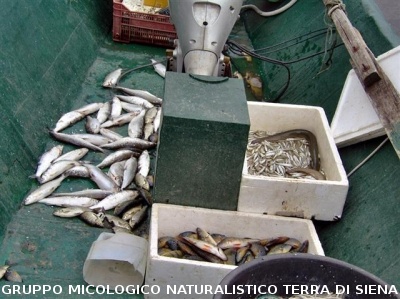 Escursione al Lago di Bolsena