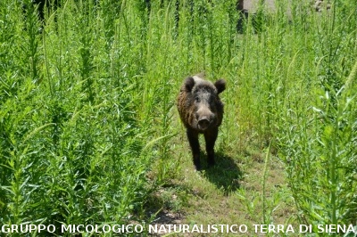Passeggiata nel Parco dell'Uccellina