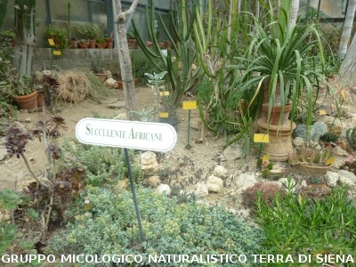 Fra le piante dell'Orto Botanico di Siena