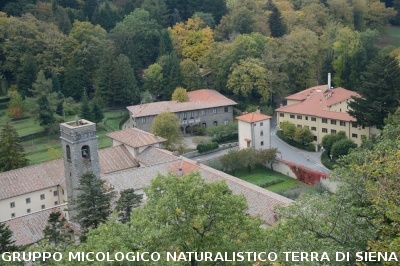 Determinazione funghi raccolti a Vallombrosa
