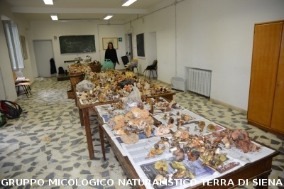 Determinazione funghi raccolti a Vallombrosa