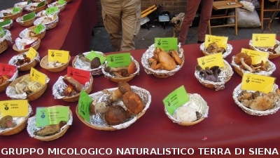 Mostra Micologica in Via Montanini
