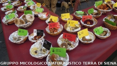 Mostra Micologica in Via Montanini