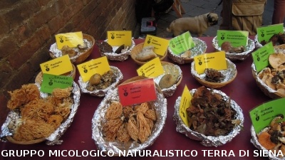 Mostra Micologica in Via Montanini