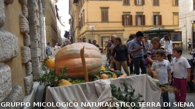 Mostra Micologica in Via Montanini