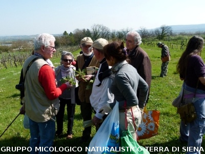 Raccolta delle erbe di campo del 29.3