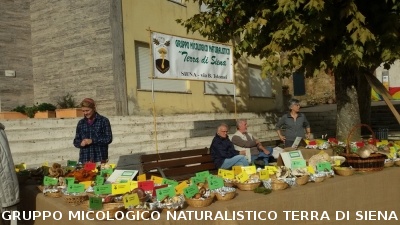 Mostra Micologica a Monticiano