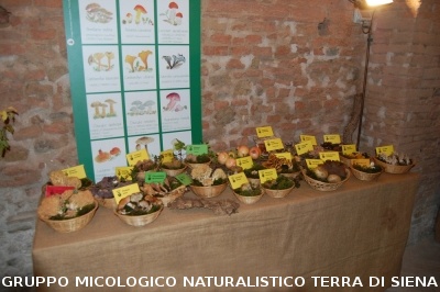 XVIII Mostra Micologica Senese