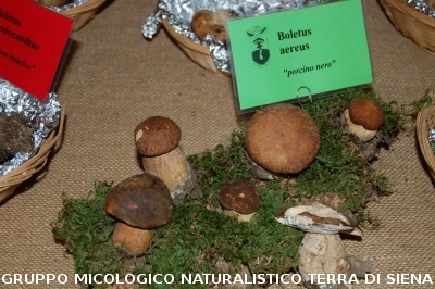 XVIII Mostra Micologica Senese