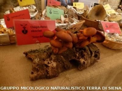 XVIII Mostra Micologica Senese