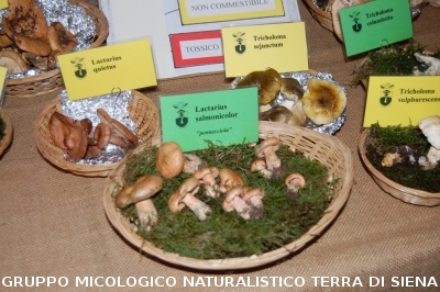 XVIII Mostra Micologica Senese