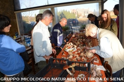 Raccolta funghi a Pentolina e pranzo a San Galgano