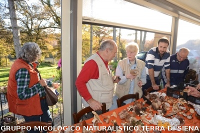 Raccolta funghi a Pentolina e pranzo a San Galgano