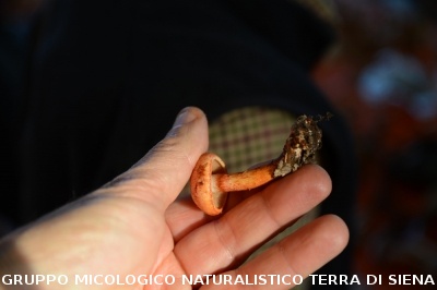 Raccolta funghi a Pentolina e pranzo a San Galgano