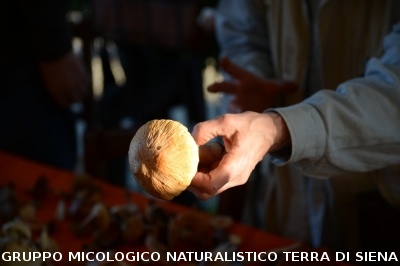 Raccolta funghi a Pentolina e pranzo a San Galgano