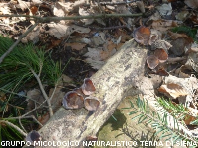 A Vallombrosa alla ricerca del dormiente