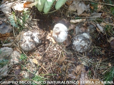 A Vallombrosa alla ricerca del dormiente