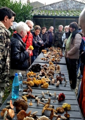 Escursione micologica a Monticiano e pranzo a Scalvaia