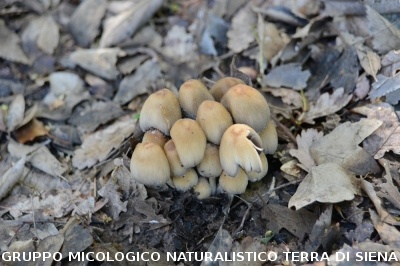 Escursione naturalistica a Roselle 