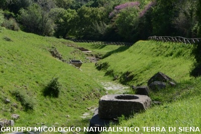 Escursione naturalistica a Roselle 