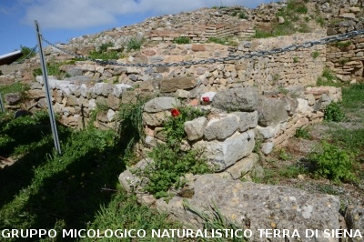 Escursione naturalistica a Roselle 