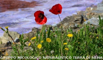 Escursione naturalistica a Roselle 