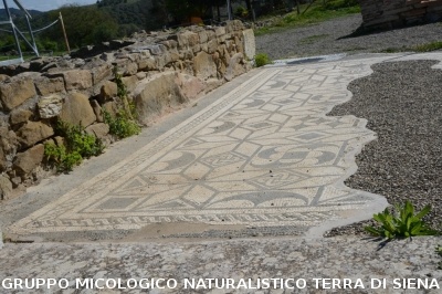 Escursione naturalistica a Roselle 