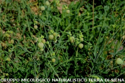 Escursione naturalistica a Roselle 