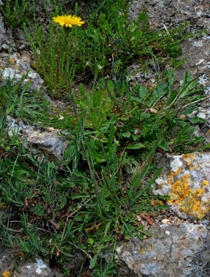 Escursione naturalistica a Roselle 