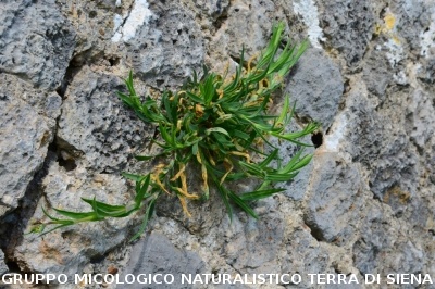 Escursione naturalistica a Roselle 